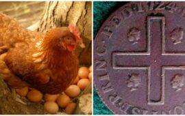 La gallina e il reale
