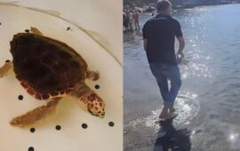 Salvata da un pescatore a Marceddì, la tartaruga è stata curata e ora è tornata nella sua casa, ilmare
