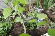Olmedo, scampato pericolo alla Butterfly House: salve le farfalle, la biosfera è intatta