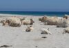 Mucche in spiaggia (Foto Annamaria Profili, Archivio Vistanet)