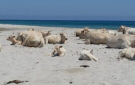 Mucche in spiaggia (Foto Annamaria Profili, Archivio Vistanet)
