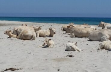 Mucche in spiaggia (Foto Annamaria Profili, Archivio Vistanet)