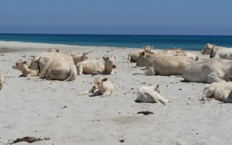 Mucche in spiaggia (Foto Annamaria Profili, Archivio Vistanet)