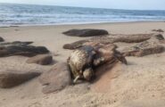 La carcassa di una tartaruga marina uccisa da un amo sul litorale di Arbus