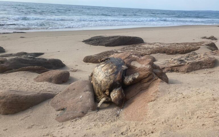 La tartaruga morta