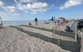 Poetto, schiusa a sorpresa di un nido di Caretta caretta: messa in sicurezza l’area davanti alla Marinella