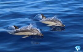 Settantina di delfini comuni avvistati nel Canyon di Castelsardo: una giornata straordinaria per la biodiversità marina del Golfo dell’Asinara