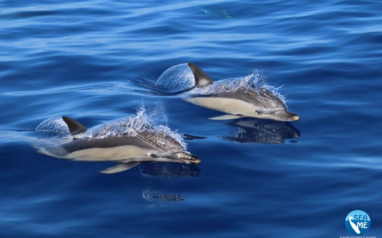 Delfini PH Pagina Facebook SEAME