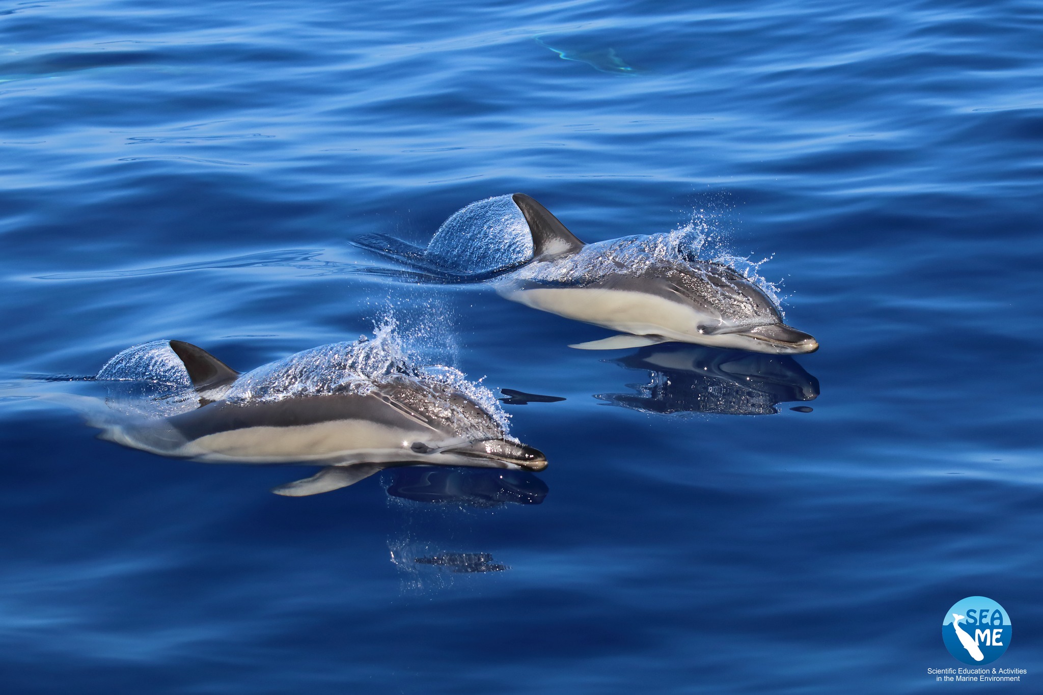 Settantina di delfini comuni avvistati nel Canyon di Castelsardo: una giornata straordinaria per la biodiversità marina del Golfo dell’Asinara