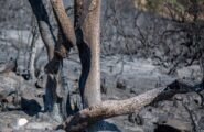 Appiccò cinque roghi in tre mesi: arrestato incendiario seriale in Sardegna, è un 30enne di Oristano