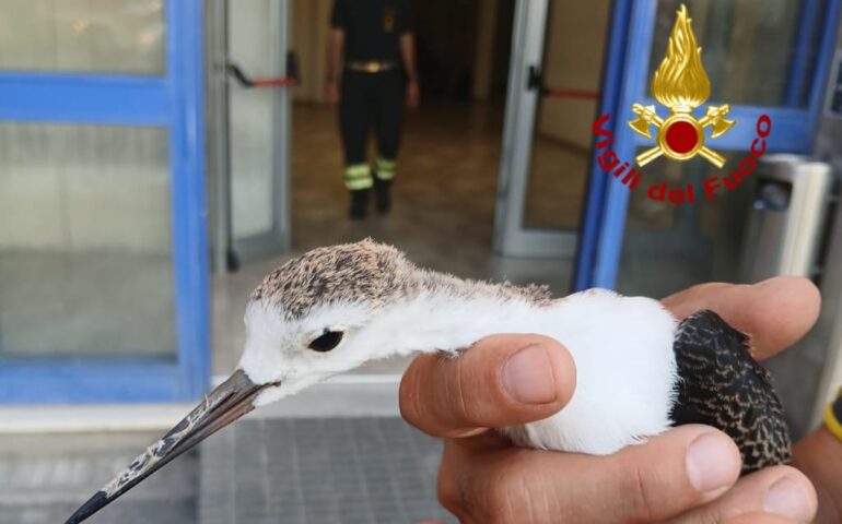 airone salvato dai vigili del fuoco