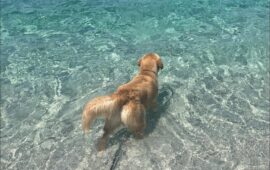 In spiaggia col cane: ecco le aree dog friendly dell’Oristanese
