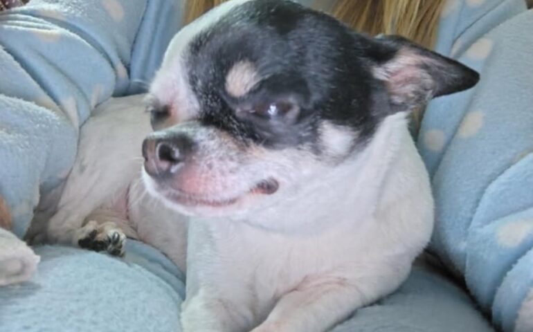cagnolina scomparsa