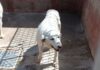cane anziano
