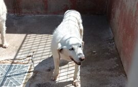 cane anziano