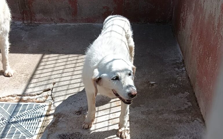 cane anziano