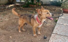 cane in cerca di casa