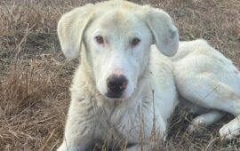 cane in cerca di casa