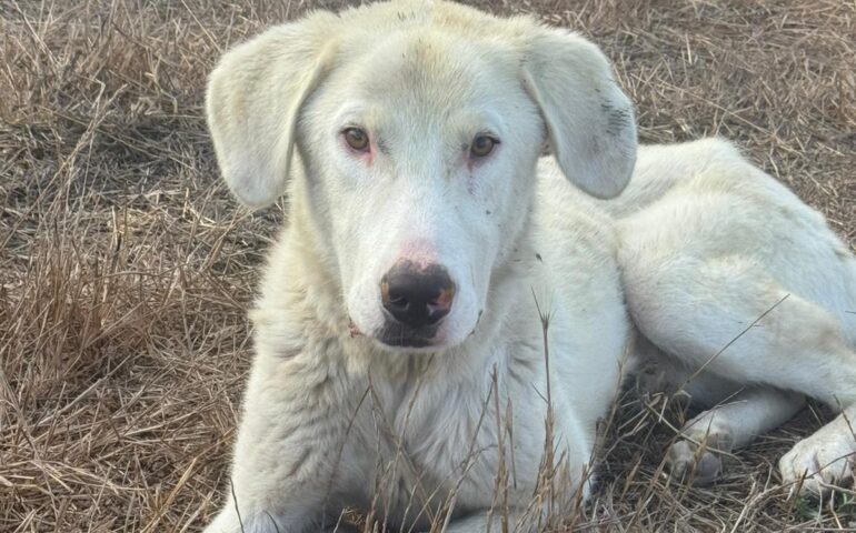cane in cerca di casa