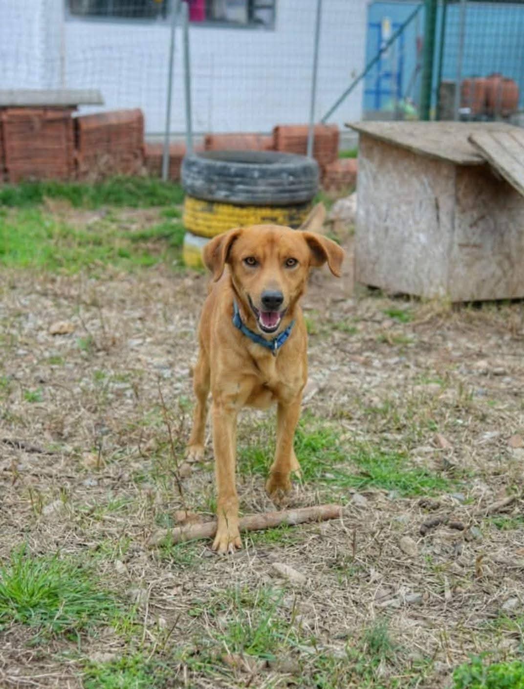 cane in cerca di casa