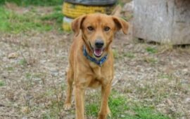 cane in cerca di casa