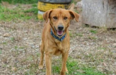cane in cerca di casa