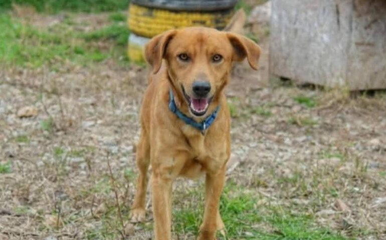 cane in cerca di casa