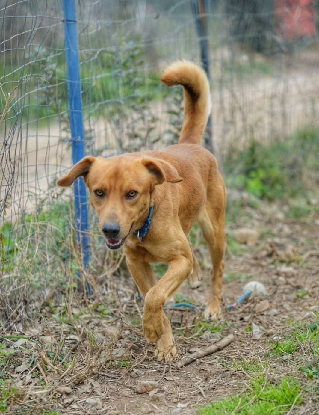 cane in cerca di casa