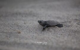 (FOTO) Immagini che tolgono il fiato: la schiusa delle uova di Caretta Caretta al Poetto, immortalata da Davide Loi