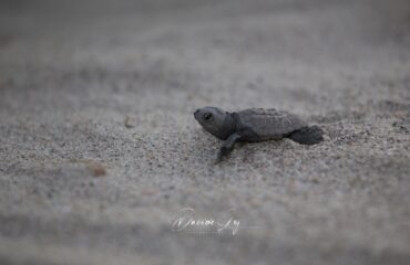 Caretta caretta al Poetto nella foto di Davide Loi