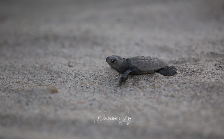 Caretta caretta al Poetto nella foto di Davide Loi
