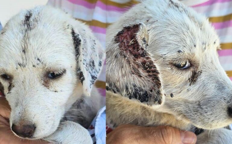 cuccioli abbandonati
