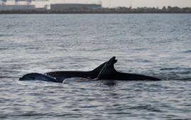 delfini a cagliari