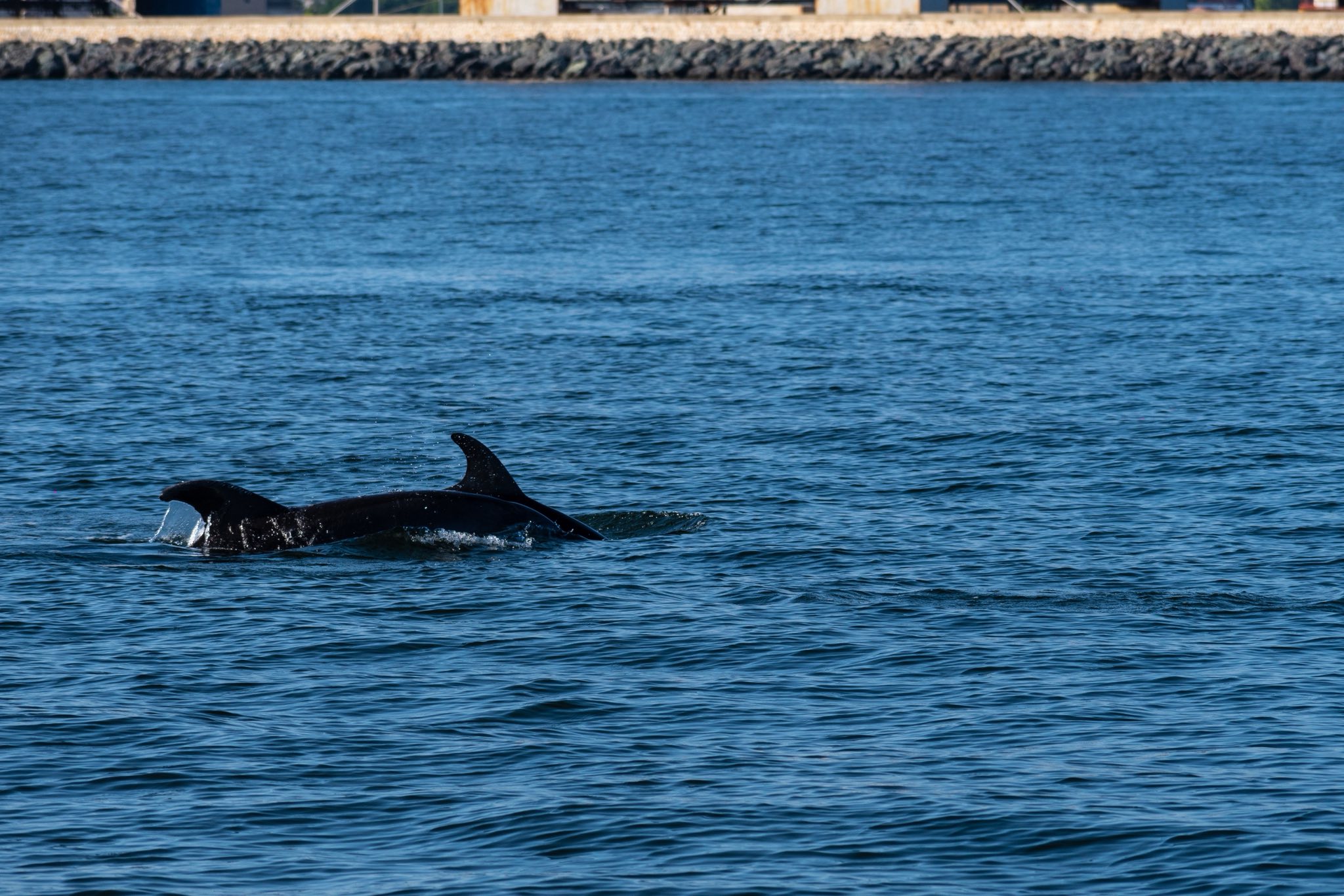 delfini a cagliari