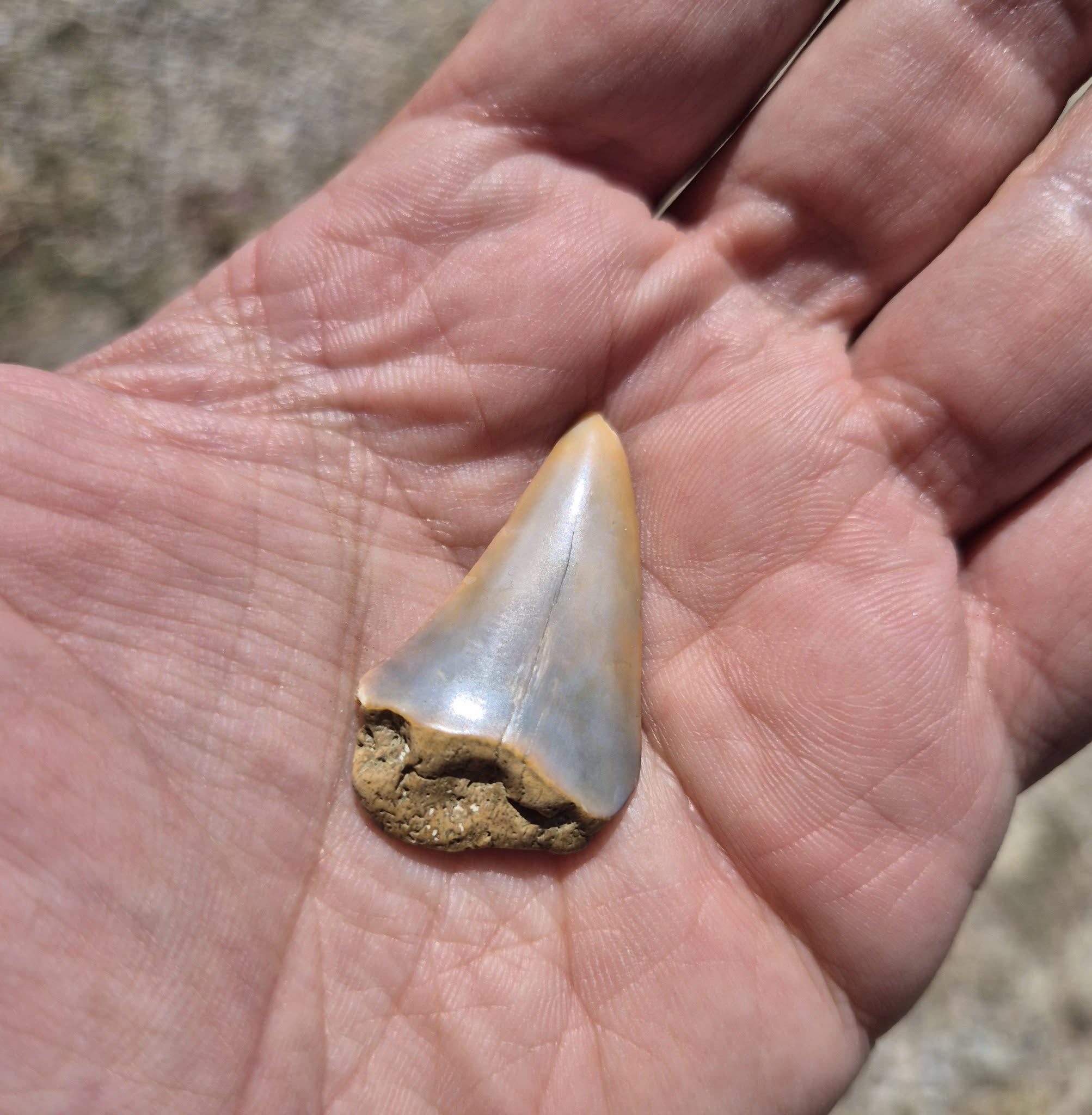 dente squalo fossile