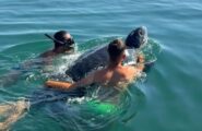 Incontro eccezionale in Sardegna: salvata una rarissima tartaruga liuto, gigante dei mari