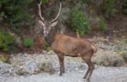 Pula, cervo ucciso a colpi di fucile: indagini serrate per trovare i bracconieri