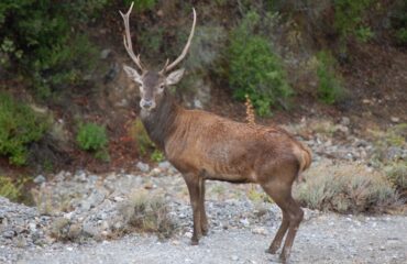 Un esemplare di cervo sardo