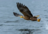 Un'aquila di mare, foto Henk Bogaard, Shutterstock