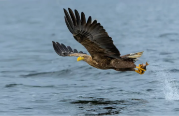 Un'aquila di mare, foto Henk Bogaard, Shutterstock