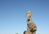 Una delle rocce più particolari della Sardegna (Foto Wikiloc)
