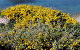 La Ginestra sarda: un tesoro botanico che si trova solo in una particolare zona dell’Isola, ecco dove