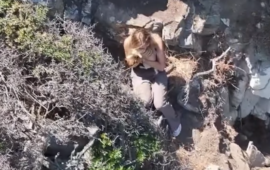 Cora, la storia della cagnolina ritrovata dopo 5 giorni di paura a Cala Romantica