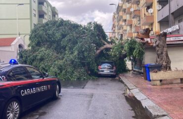 Il grande albero crollato a Sant'Avendrace (Foto Marcello Polastri)