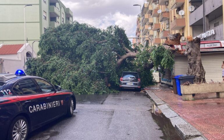 Il grande albero crollato a Sant'Avendrace (Foto Marcello Polastri)