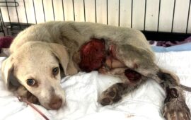 cagnolina investita