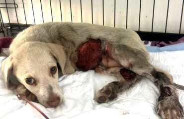 cagnolina investita
