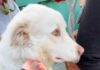 cagnolina da adottare