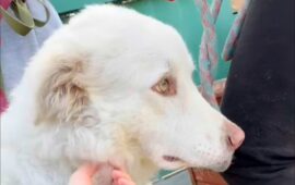 cagnolina da adottare