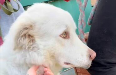 cagnolina da adottare